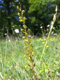 Grote keverorchis [Neottia ovata]